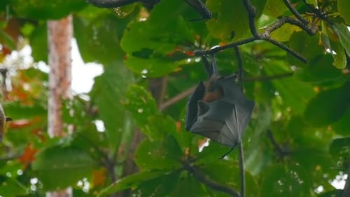 Flying Foxes hängen an einem Ast und waschen sich