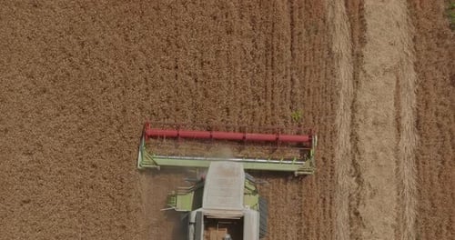Combine harvesting Wheat grains in a large field, Drone footage.