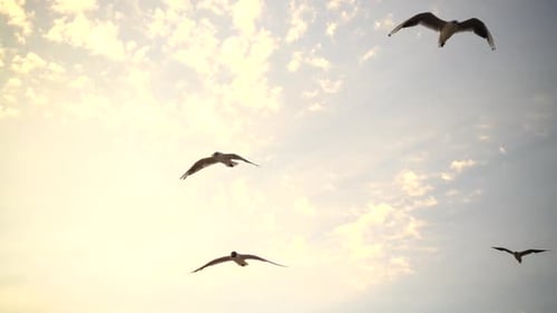Seagulls Flying in a Cloudy Sky
