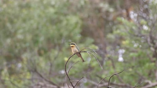 Little bee-eater on a branch