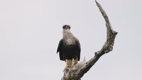 Solo Caracara mit wildem Haube, Caracara Plancus, der auf einem Baumstumpf sitzt und den Kopf dreht und versucht, c
