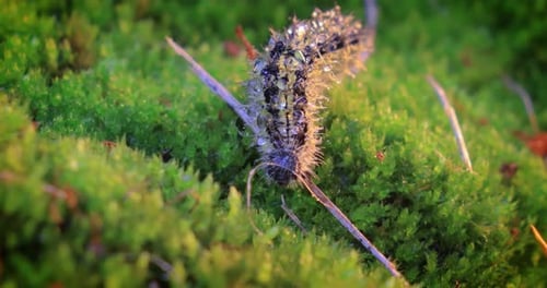 Spiky Caterpillar Crawling on Green Moss