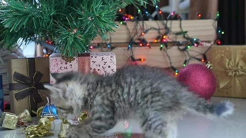 Playful Kitten Exploring Christmas Ornaments