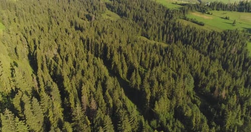 Über den Wald fliegen Bäume Landschaftspanorama