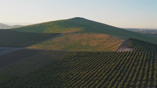Aerial View of Green Fields and Orchards