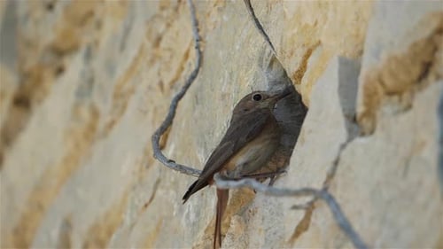 Redstart noir - Phoenicurus ochruros