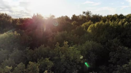 Aerial View. Flying Over the Beautiful Autumn Trees in Forest