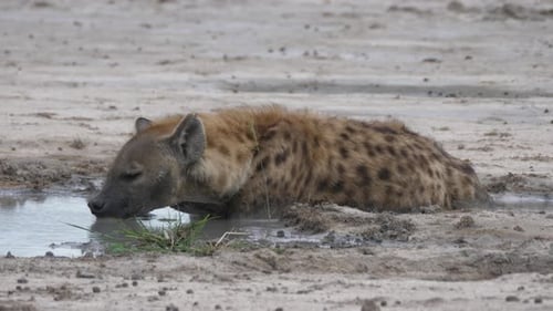 Spotted Hyena Drinking Water in African Desert