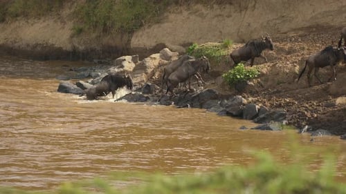 Wildebeests reaching the river bank