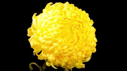 Bright Yellow Chrysanthemum Rotating on Black Background
