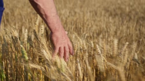 Hand Touches Wheat in Golden Field