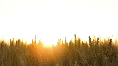 Ears of Wheat Field With Sun