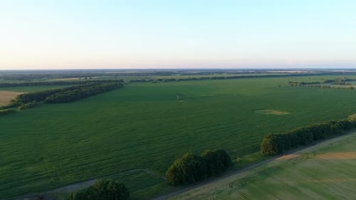 Aerial View Green Corn Field at Sunset or Sunrise Drone Wide Shot Cornfield