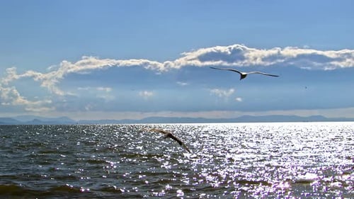 Birds Flying Over Sparkling Ocean Water on Sunny Day