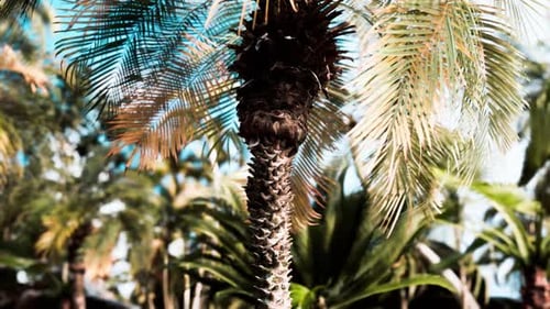 Slow Camera Movement Down a Tropical Palm Tree Trunk