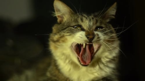 Gähnende Katze