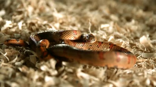 Close Up of a Snake Resting on Wood Shavings