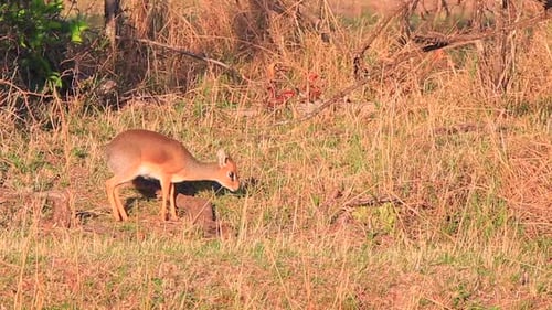 Die süße junge Dik Dik Antelope isst vorsichtig Gras in Masai Mara, Kenia