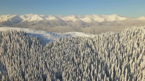 Aerial view of winter landscape with mountain hills covered with evergreen pine forest