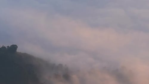 Mysterious Fog Moving Over Forest