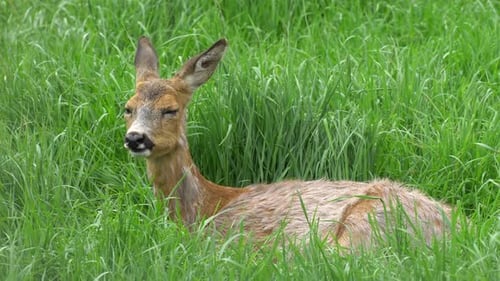 The Deer Graze On The Lawn Of The Forest