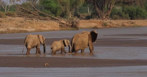 African Elephant, loxodonta africana, Group crossing River, Samburu Park in Kenya, Real Time 4K