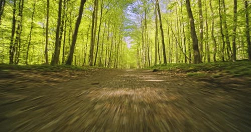 Low-Angled Tracking Shot of Forest Pathway Alongside Forest Trees and Woods
