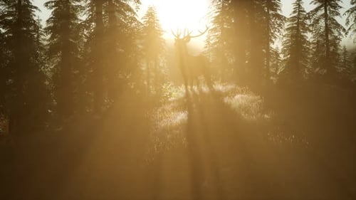Cerf mâle dans la forêt au coucher du soleil