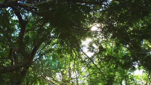 This is a slow motion shot of green jungle forest tree leafs and sunlight rays coming through them.