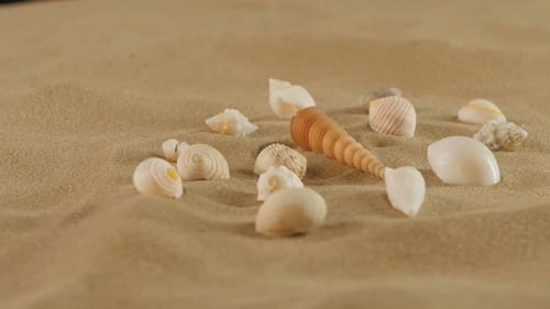 Verschiedene Muscheln auf Strandsand, Rotation