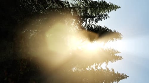 Sun Beams Through Trees