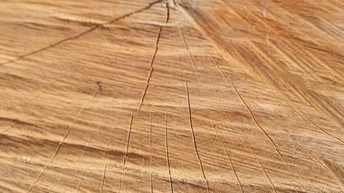 Slow tilt on detailed tree log cross section with annual rings and cracks close-up 4K 2160p 30fps Ul