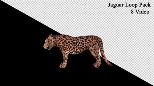 Jaguar Loop Pack