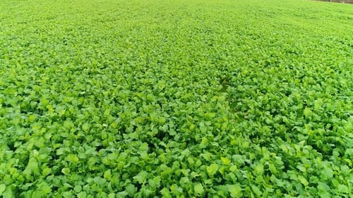 Flying over Farmers Fields