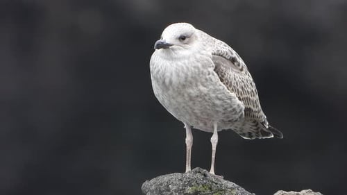 Handsome Seagull Standing on a Rock on the Beach