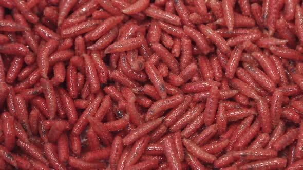 Maggot Worms of Red Color Crawl and Move, Nature Stock Footage ft ...
