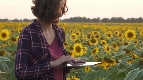 Intelligente Landwirtschaft. Weibliche Hände halten Tablet auf Bio-Bauernhof, Sonnenblumenfeld, Sonnenblumenplantage