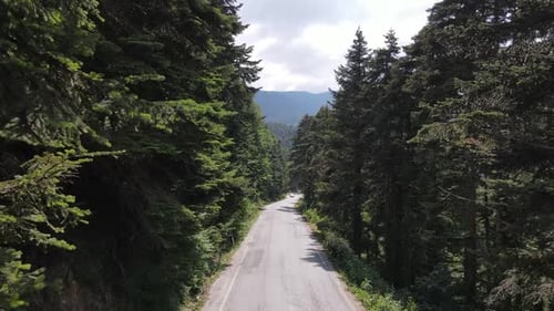 Forest Asphalt Road