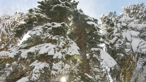 Winter Landscape with a Pine Forest in the Snow