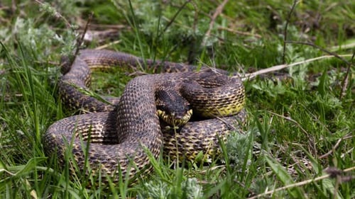 Coiled Snake Resting in Green Grassy Habitat