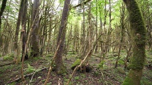 Enigmatischer Wald