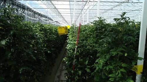 Tomato Plants Growing in Agricultural Greenhouse