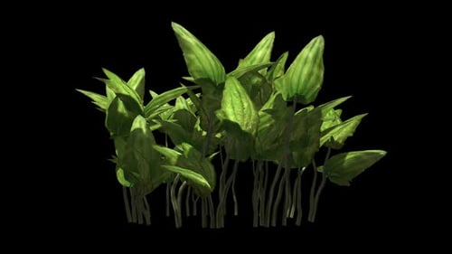 Animated Green Foliage Swaying with Alpha Channel