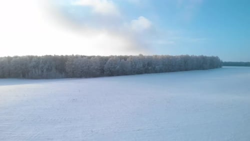 Fly to the winter forest