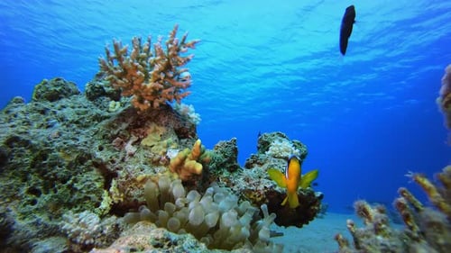 Underwater Clownfish Sea Coral Reef