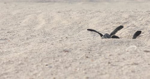Baby Schildkröte krabbelt auf Sand ins Wasser