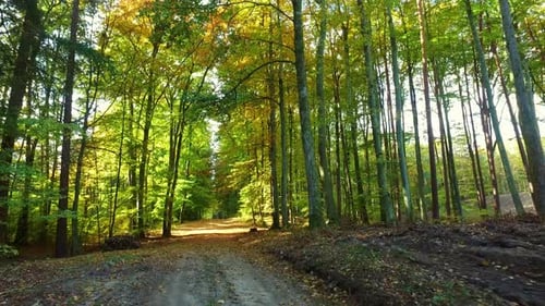 Sonniger Tag im Herbstwald mit Sonnenstrahl, Polen