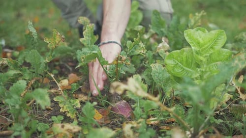 Récolte arrachant un seul navet issu de l'agriculture biologique du sol. PLAN MOYEN