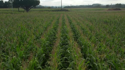 Corn Crops Field Close Up Aerial View, Rich Green Agriculture Near Street