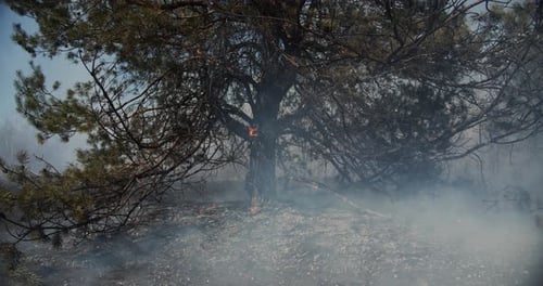 Burns Pine Roots Fire In Forest